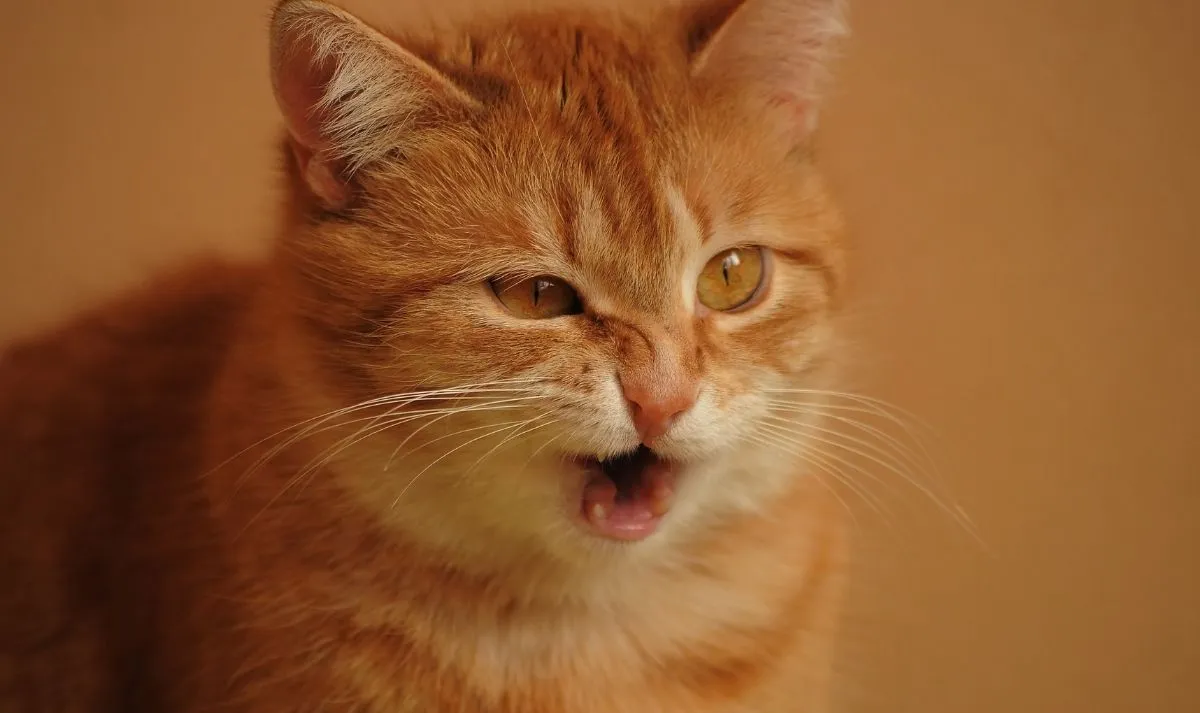 Dari Hutan Afrika ke Sofa Anda: Evolusi Kucing Domestik dari Liar ke Peliharaan