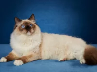 kucing Ragdoll: Dari Hutan Afrika ke Sofa Anda: Evolusi Kucing Domestik dari Liar ke Peliharaan