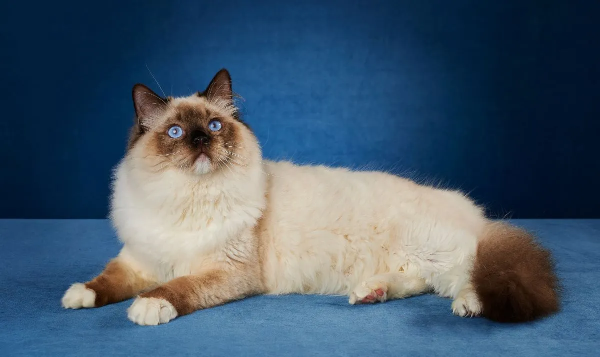 kucing Ragdoll: Dari Hutan Afrika ke Sofa Anda: Evolusi Kucing Domestik dari Liar ke Peliharaan