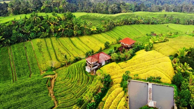 Antisipasi Dampak El Nino: Gubernur Sumbar Mendesak TPID untuk Lindungi Stabilitas Harga Pangan
