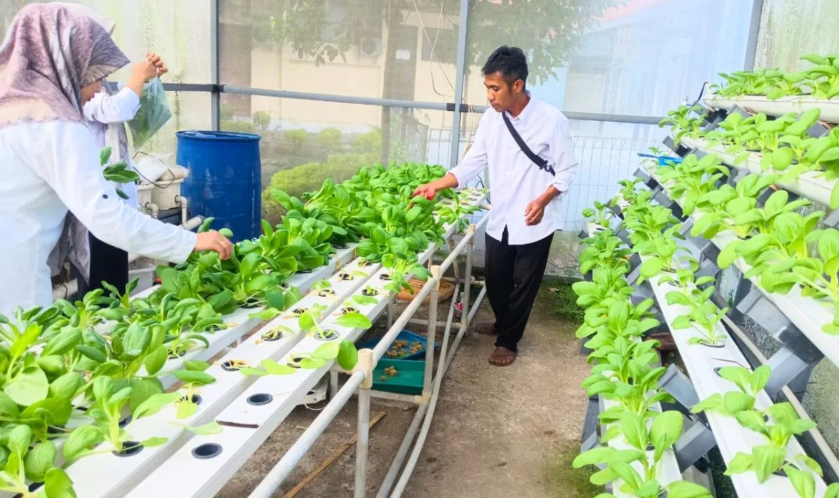 Kota Solok Tawarkan Tanaman Hidroponik: Solusi Hemat Air dan Ramah Lingkungan 2 Kota Solok Unggulkan Tanaman Hidroponik: Solusi Hemat Air dan Ramah Lingkungan
