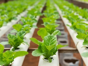 Kota Solok Unggulkan Tanaman Hidroponik: Solusi Hemat Air dan Ramah Lingkungan