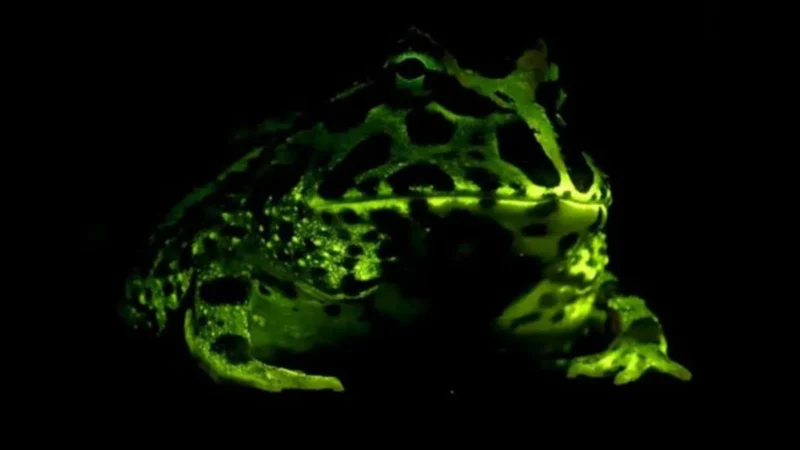 Kodrat Alam yang Menakjubkan: Katak yang Berpendar di Senja untuk Berkomunikasi?
