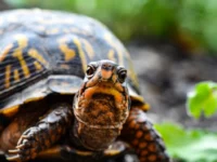 Kisah Nuklir Tersembunyi di Dalam Cangkang Kura-Kura