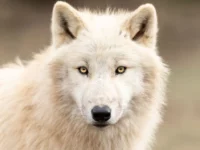 Serigala Satu Ini Selamatkan Ribuan Makhluk Hidup