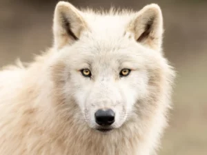 Serigala Satu Ini Selamatkan Ribuan Makhluk Hidup