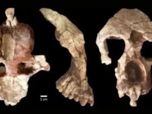 Penemuan Fosil Kera Berusia 8,7 Juta Tahun di Turki: Menggugat Asal Usul Manusia