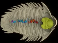 Tampilan ventral (perut) dari cetakan trilobita, dengan bagian mulut dari emas dan partikel makanan dalam berbagai warna [Kraft et al., Nature , 2023)