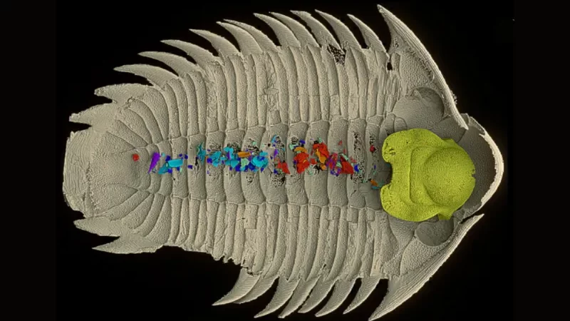 Tampilan ventral (perut) dari cetakan trilobita, dengan bagian mulut dari emas dan partikel makanan dalam berbagai warna [Kraft et al., Nature , 2023)