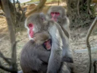 Misteri Perilaku Homoseksual Monyet: Dari Cinta Segitiga Hingga Evolusi