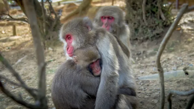 Misteri Perilaku Homoseksual Monyet: Dari Cinta Segitiga Hingga Evolusi