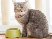 Mengapa Kucing Begitu Terobsesi dengan Ikan Tuna? Ini Temuan Peneliti