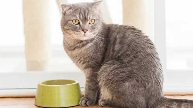 Mengapa Kucing Begitu Terobsesi dengan Ikan Tuna? Ini Temuan Peneliti