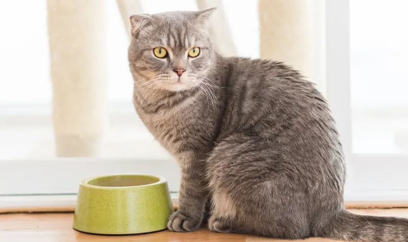 Mengapa Kucing Begitu Terobsesi dengan Ikan Tuna? Ini Temuan Peneliti