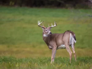 Virus COVID-19 Berevolusi di Rusa Ekor Putih, Ancaman Baru?