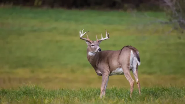 Virus COVID-19 Berevolusi di Rusa Ekor Putih, Ancaman Baru?