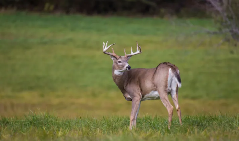Virus COVID-19 Berevolusi di Rusa Ekor Putih, Ancaman Baru?