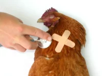 Muncul Varian Flu Burung di Tiongkok: Ancaman Pandemi Baru?