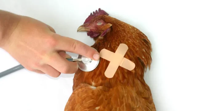 Muncul Varian Flu Burung di Tiongkok: Ancaman Pandemi Baru?