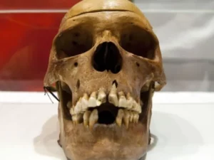 Tengkorak yang Dicuri Jerman Akhirnya 'Bicara' Lewat DNA: Kerabat Hidup Ditemukan di Tanzania Afrika