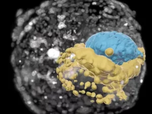 Model Embrio Manusia Usia 2 Minggu Dikembangkan di Laboratorium untuk Pertama Kalinya