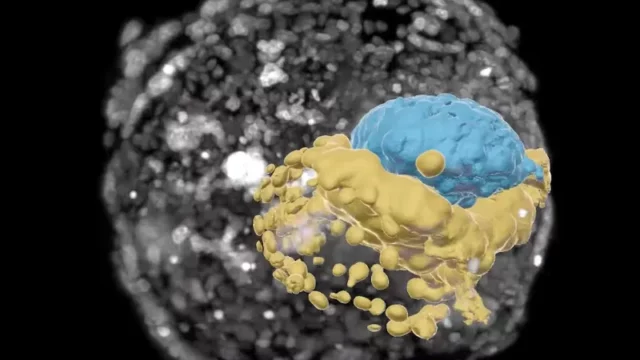 Model Embrio Manusia Usia 2 Minggu Dikembangkan di Laboratorium untuk Pertama Kalinya