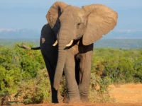 Gajah dan Kerbau: Senjata Alamiah Melawan Tanaman Invasif yang Mengancam Biodiversitas