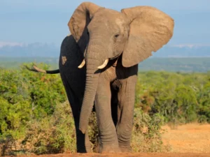 Gajah dan Kerbau: Senjata Alamiah Melawan Tanaman Invasif yang Mengancam Biodiversitas