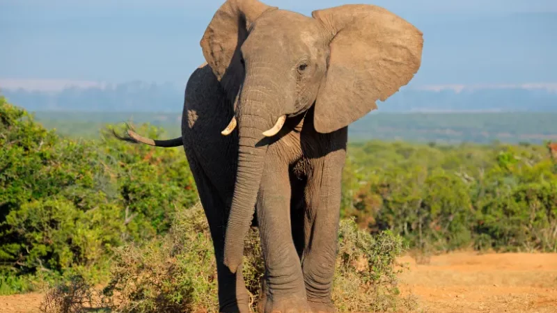 Gajah dan Kerbau: Senjata Alamiah Melawan Tanaman Invasif yang Mengancam Biodiversitas