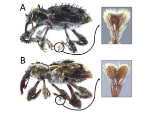 Peneliti Menemukan Spesies Baru Kumbang Weevil Asli di Hutan Subtropis Jepang
