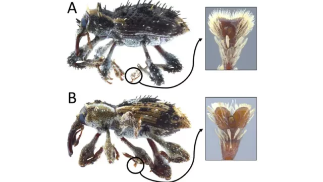 Peneliti Menemukan Spesies Baru Kumbang Weevil Asli di Hutan Subtropis Jepang