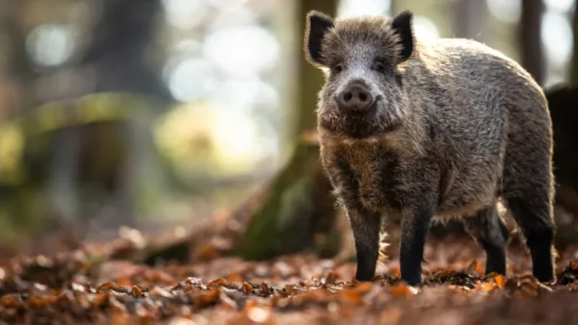 Misteri Radioaktif Pada Babi Hutan Bavaria Jerman Terungkap