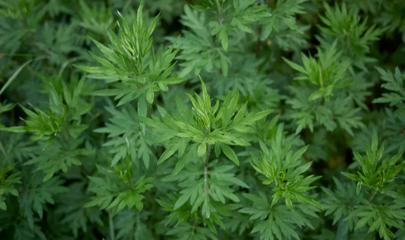 Artemisia Annua, Tanaman Ajaib yang Dapat Mengobati Covid-19 dan Kanker 2 Artemisia Annua, Tanaman Ajaib yang Dapat Mengobati Covid-19 dan Kanker - Sweet Annie