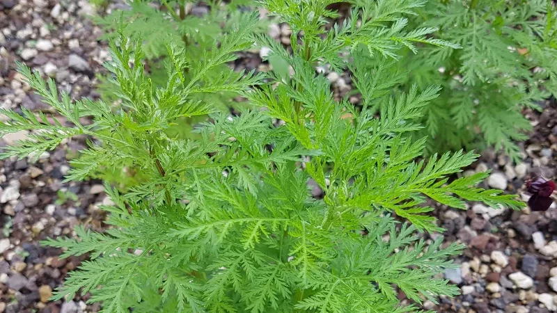 Artemisia Annua, Tanaman Ajaib yang Dapat Mengobati Covid-19 dan Kanker - Sweet Annie