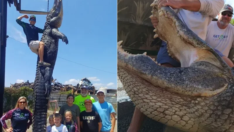 Buaya raksasa dengan berat hampir 455 Kg ditangkap di Florida, menjadi yang kedua terberat dalam sejarah negara bagian tersebut.