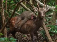 Sebuah foto langka menunjukkan monyet macaque "berkuda" rusa di Pulau Yakushima, Jepang. Temukan kisah menarik di balik fenomena alam ini.