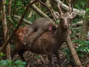 Sebuah foto langka menunjukkan monyet macaque "berkuda" rusa di Pulau Yakushima, Jepang. Temukan kisah menarik di balik fenomena alam ini.