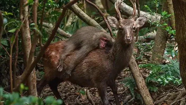 Sebuah foto langka menunjukkan monyet macaque "berkuda" rusa di Pulau Yakushima, Jepang. Temukan kisah menarik di balik fenomena alam ini.