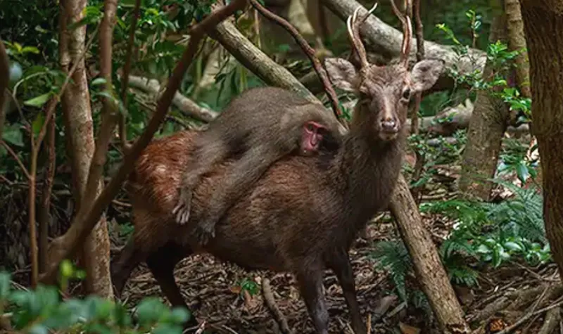 Sebuah foto langka menunjukkan monyet macaque "berkuda" rusa di Pulau Yakushima, Jepang. Temukan kisah menarik di balik fenomena alam ini.