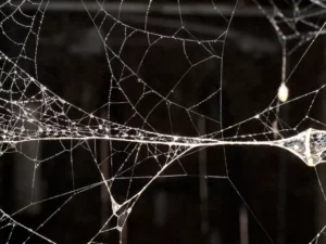 Peneliti menemukan bahwa jaring laba-laba memiliki kekuatan yang luar biasa, dari hasil penelitian membuktikan jaring laba-laba lebih kuat dibanding baja.