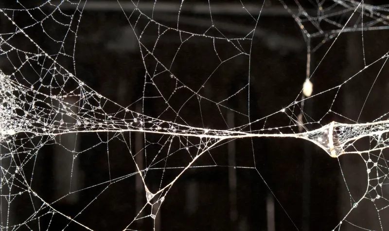 Peneliti menemukan bahwa jaring laba-laba memiliki kekuatan yang luar biasa, dari hasil penelitian membuktikan jaring laba-laba lebih kuat dibanding baja.