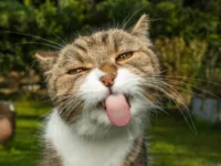 Penelitian terbaru mengungkapkan hasil mengejutkan tentang dampak diet vegan pada kesehatan kucing dibandingkan dengan diet berbasis daging.