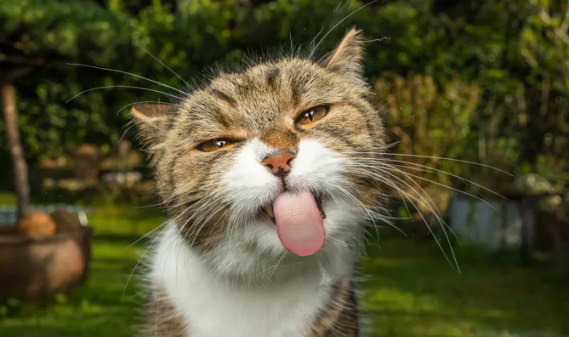 Penelitian terbaru mengungkapkan hasil mengejutkan tentang dampak diet vegan pada kesehatan kucing dibandingkan dengan diet berbasis daging.