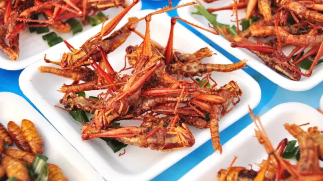 Manfaat Makan Serangga: Meningkatkan Metabolisme Melalui Respons Imun