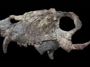 Para ilmuwan menemukan tengkorak predator raksasa yang hidup 40 juta tahun sebelum dinosaurus di Brasil, mengungkap misteri zaman prasejarah.