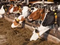 Manfaat Luar Biasa dari Pengolahan Limbah Peternakan: Inovasi Unpad untuk Ekonomi dan Lingkungan