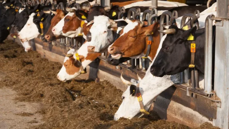 Manfaat Luar Biasa dari Pengolahan Limbah Peternakan: Inovasi Unpad untuk Ekonomi dan Lingkungan