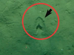 Misteri Jejak Kaki di Laut Dalam Akhirnya Terpecahkan oleh Peneliti