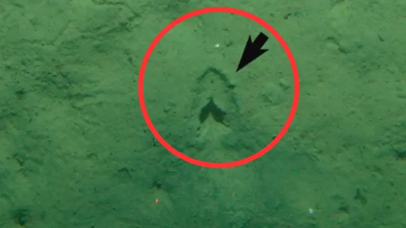 Misteri Jejak Kaki di Laut Dalam Akhirnya Terpecahkan oleh Peneliti