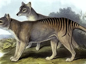 RNA Harimau Tasmania yang Punah Berhasil Diekstrak